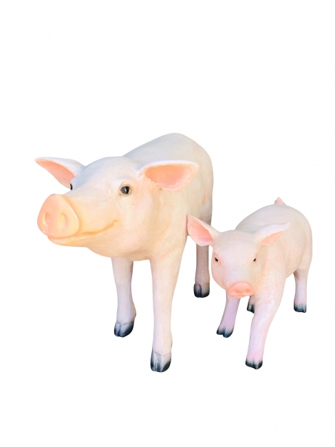 Baby Pigs