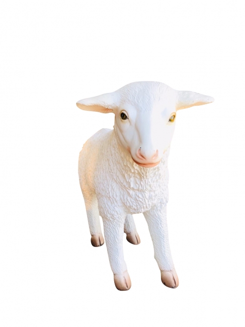 Baby Sheep
