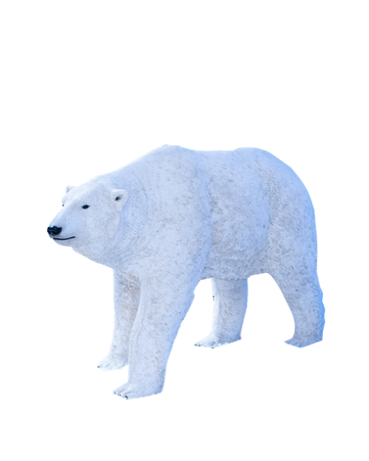 Walking Polar Bear